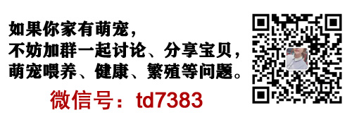 俄罗斯军犬品种_俄罗斯猫的品种有哪些_有眉毛的猫什么品种