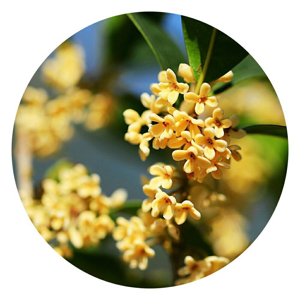 中秋节由来介绍简短_中秋节的由来简短介绍30字_中秋节由来简介10字