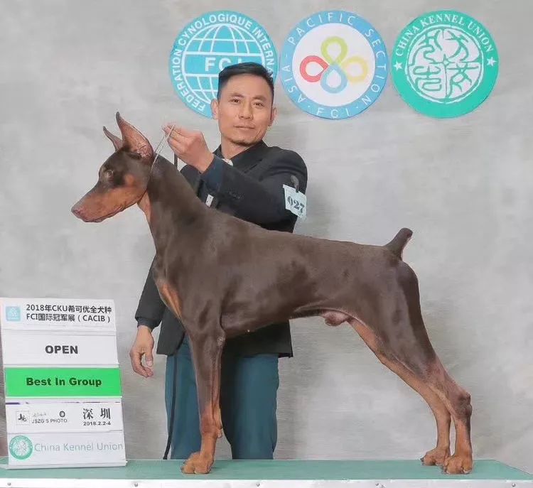 重庆宠物美容培训学校排名_重庆银利宠物学校学费_重庆银利宠物美容学校