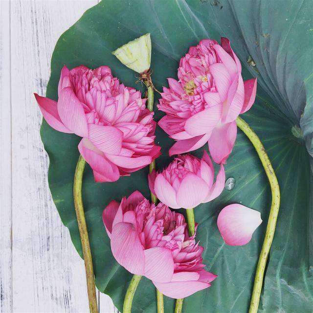 夏天景色的诗句_夏至诗词_元稹夏至诗