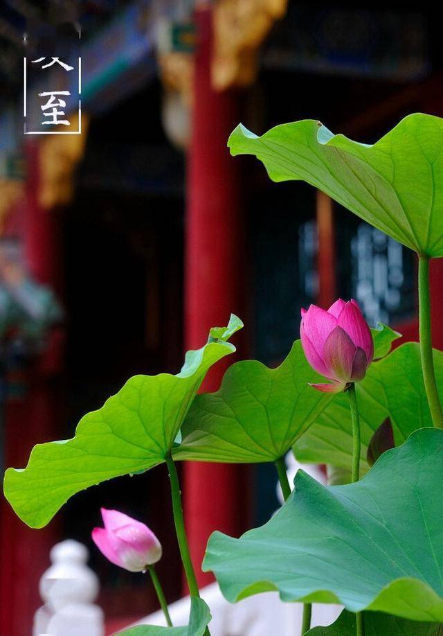 元稹夏至诗_夏天景色的诗句_夏至诗词