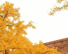 高中英语口语考试有什么用（高考英语口语有必要考吗）