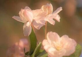 山东专科录取查询（怎么查询专科录取结果2022年如何查询专科录取情况（22年高考））